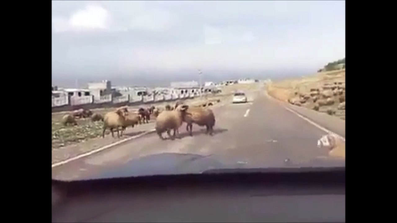 Regardez comment un bélier va etre interrompu en plein combat...