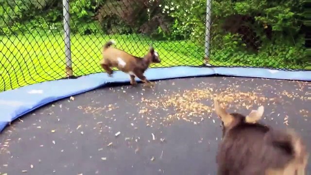 Des chèvres deviennent folles sur ce trampoline... Adorable