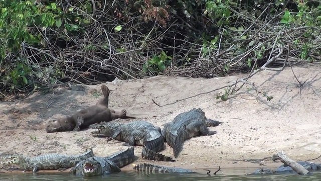 Cet grosse loutre ne semble pas avoir peur des crocodiles