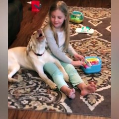 That's why I love Labrador Retriever | Laughing Out Loud Videos | NTD Funniest