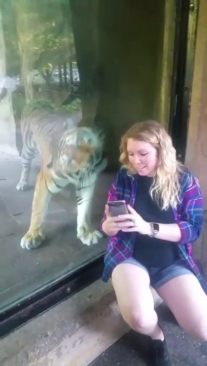 Ce tigre sent que cette femme est enceinte et sa réaction est incroyable