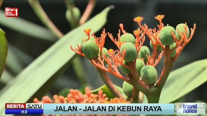 Tanaman Kaktus Kursi Mertua di Taman Meksiko Kebun Raya Bogor