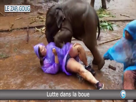 ZAP funny, fails, choc & INSOLITE - LE ZAP DE GOUG N°20