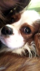 Cavalier King Charles Spaniel 2