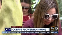 Corpse flower blooms at Tucson Botanical Gardens