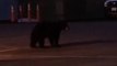 Placer County Deputies Find Bears Wandering Around Station Parking Lot