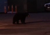 Placer County Deputies Find Bears Wandering Around Station Parking Lot