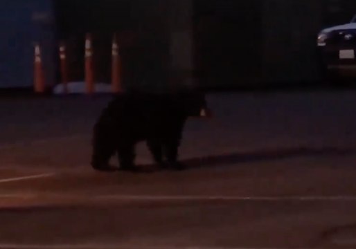 Placer County Deputies Find Bears Wandering Around Station Parking Lot