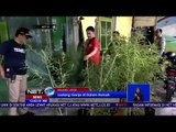Puluhan Pohon Ganja Ditemukan di Sebuah Rumah di Malang - NET 12