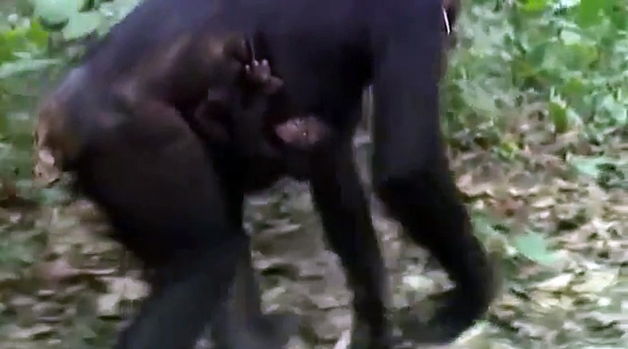Nature Documentary - A Chimpanzees Tale