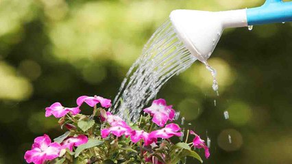 Right Ways to Water your Plants | जानें पौधों को पानी देने का सही तरीका | Boldsky