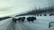 Embouteillage au Canada ? Causé par des bisons sur la route !