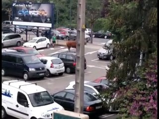 Un buey se escapa y siembra el pánico en la localidad de Llodio