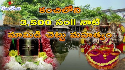 Ekambareshwarar Temple Kanchipuram History - 3500 years old Sacred Mango tree