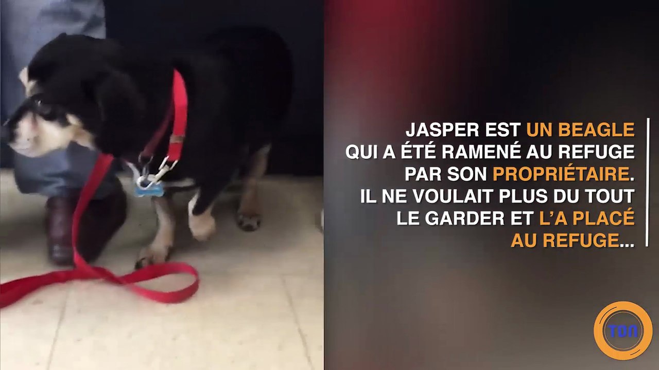 Jasper le Beagle