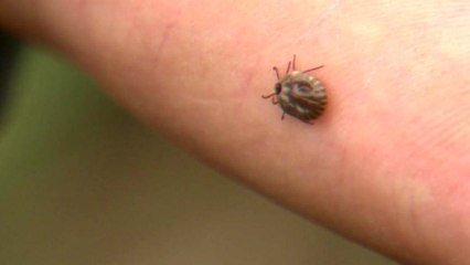 야생진드기 주의보...올해 첫 사망자 발생 / YTN