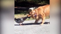 Funny Ducks and Dogs Playing Together  Bets Friend  Funny Babies and Pets
