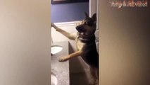 Funny Cats And Dogs  - Funny Cats vs Dogs - Funny Animals Compilation Part 4