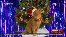 Un compositor versiona canciónes navideñas con maullidos de gatos