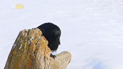 Terrifying Bird Facts That Will Haunt Your Dreams