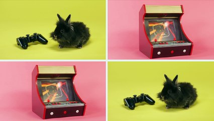 Foire de toutes les envies