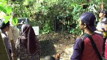 Moment critically endangered wild Sumatran tiger taken away for treatment