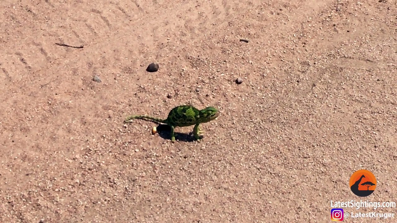 Black Mamba Finds a Chameleon on Road! - Latest Sightings Pty Ltd