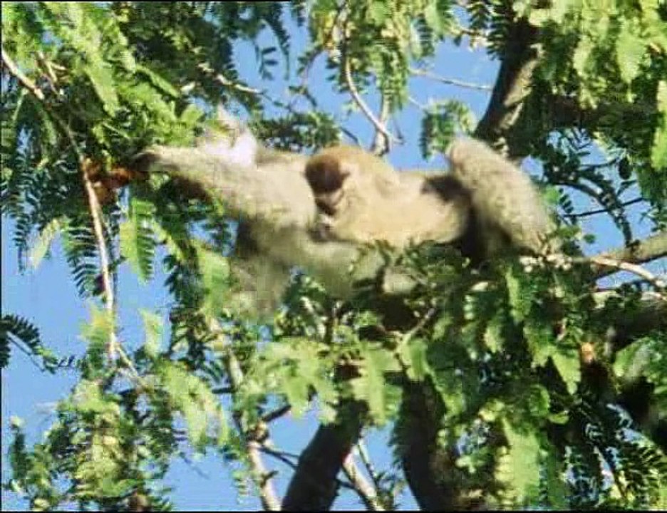 David Attenborough - Élet A Földön - 13