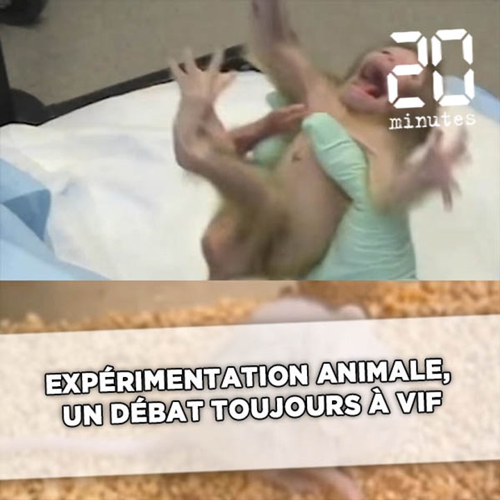 Expérimentation animale, un débat toujours à vif