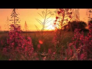 Peaceful Morning Relaxing Piano Music with Nature Sound
