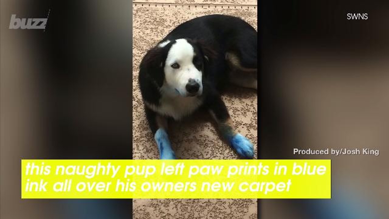 This Very Naughty Pup Left Blue Paw Prints All Over His Owners Home