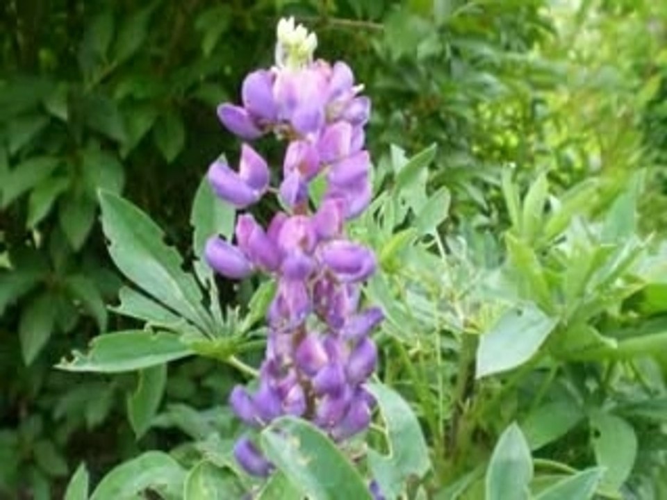Les fleurs de mon jardin