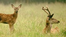 AUF DER JAGD - WEM GEHöRT DIE NATUR? Trailer German Deutsch (2018) HD