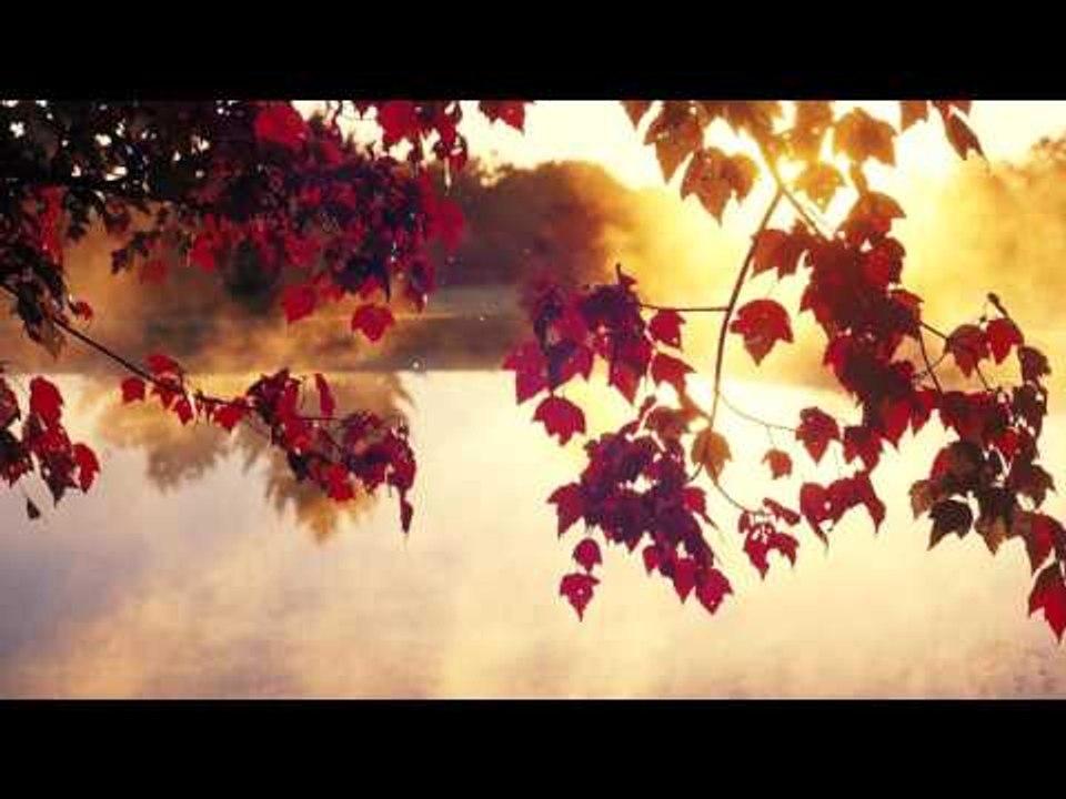 30 Minute Relaxing Flute Music | Positive Energy Sounds | Morning Meditation | Yoga, Spa, Soft Music