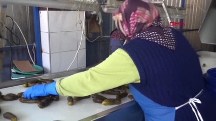 Bursa-Turşu Üretim Merkezi Gedelek'te Ramazan Mesaisi-Hd