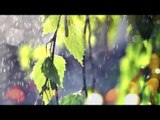 Relaxing Music With Nature Sounds - Forest Sounds and Rain Sounds Relaxing Music