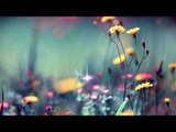 Peaceful Morning Relax Meditation Background Instrumental Music