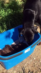 6 Somptueux BB Dobermann