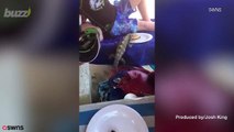 Watch Burger-Snatching Iguana Snatch a Schoolboy's Lunch