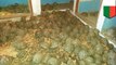 10,000 endangered radiated tortoises discovered in a house - TomoNews