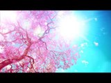 Relax Music : Relaxing Soft Piano Music to Sleep and Study Long Playlist