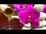 Deep Meditation Music: Relaxation Flute Music, Calming Music, Soft Music, Soothing Music ♫♫♫