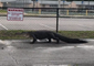Large Alligator Filmed Prowling Outside Florida Middle School