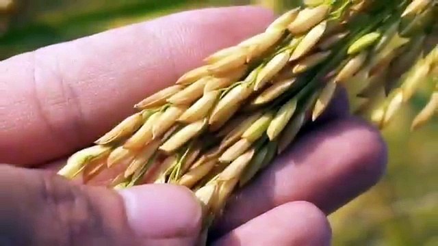 MANNABASE AIRDROP : Get a free weekly Tokens every Wednesday . You can withdraw your tokens by SouthXchange .