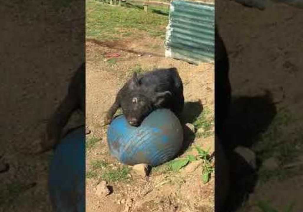 Wild Boar Enjoys a Little Soccer in the Sun