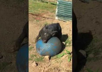 Wild Boar Enjoys a Little Soccer in the Sun