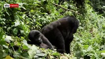 Poachers-turned-policemen protecting Congo gorillas