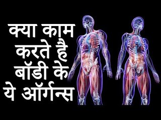 जानिए क्या काम करते है बॉडी के ये ऑर्गन्स | Important Organs in The Human Body