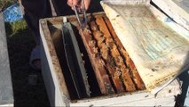 Adana İl Gıda Tarım ve Hayvancılık Müdürü Tekin: 'Arı otunu yaygınlaştırarak bal üretimini artıracağız'