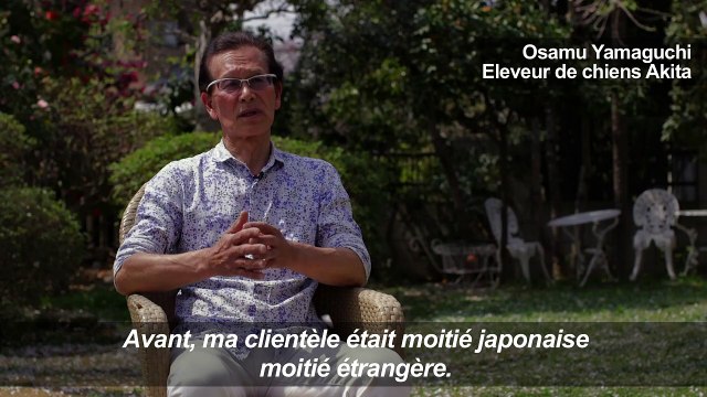 Japon: les chiens Akita de plus en plus populaires à l'étranger